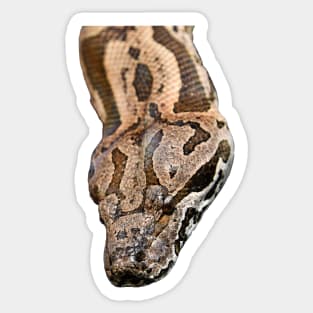 Boa Snake / Swiss Artwork Photography Sticker